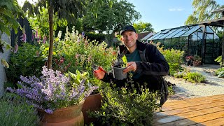 6 Easy Perennials to Take Cuttings From in June  Perennial Garden [upl. by Akcirred44]