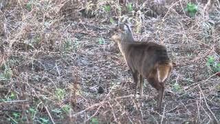 Muntjac Deer Barking [upl. by Marysa]