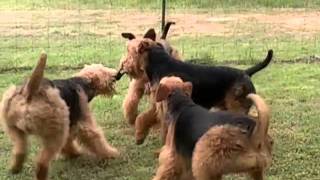 New Point Kennel Airedales Having Fun [upl. by Ambrosio]