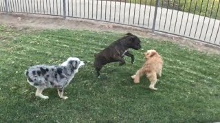 Staffy Befriends a Shy Rescue Dog – Heartwarming Playtime Unfolds [upl. by Sausa193]