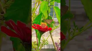 Mere garden ki Titligardening beautifulflowers viralvideo kidslove cutebaby trendingshorts [upl. by Einreb]