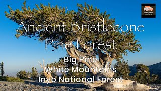 Explore the Ancient Bristlecone Pine Forest Like Never Before in 4K60 [upl. by Ten]