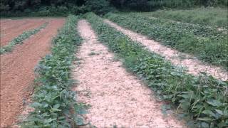 Raised Row vs Furrow Planting [upl. by Skricki996]