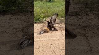 Eagle fly down and trying hunt a big roaster 🦅youtube hunting birds youtube youtubeshorts [upl. by Neelehtak]