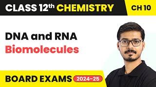 DNA and RNA  Biomolecules  Class 12 Chemistry Chapter 10  CBSE 202425 [upl. by Akerdnahs]