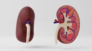 The Development of Kidney Pronephros Mesonephros Metanephros kidney [upl. by Yaya]