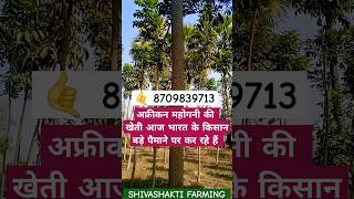 Mahogany plant  भारत के किसानों की पहली पसंद मात्र अफ्रीकन महोगनी farming tree agriculture [upl. by Enamrahc314]