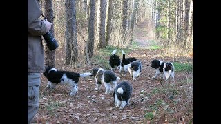 Newfoundland Puppies First Hike  8 weeks old [upl. by Ulu]