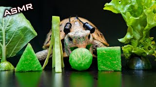 Satisfying ASMR Mukbang Eating GREEN FOOD 💚 Turtle Tortoise 156 [upl. by Inilam505]