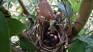 With abundant food around the Chinese Hwame isn’t worried about raising four chicks [upl. by Yeltnerb799]