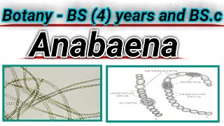 Anabaena  Filamentous blue  green algea  cyanobacteria  lecture in pushto [upl. by Suhail]