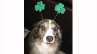 Funny Dog St Patricks Day Poem [upl. by Nannoc]