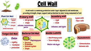 Cell Wall Structure and Function  Cell Organelles and their Function [upl. by Mairem242]