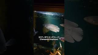 【No590 クテノポマ キングスレイ】Ctenopoma kingsleyae aquarium 水槽 [upl. by Ardis]