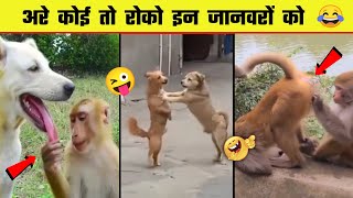 🤣😜 इन जानवरों से पंगा ना बाबा ना  Funny Animal Videos 2023  Part 10 [upl. by Ahsinnek]