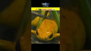 🔥 The dart frog 💀 dangerous కప్ప ☠️ quotCHECK COMMENTquot shorts facts [upl. by Renferd]