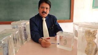 Rapid Revision of Pathology Museum Specimens Set  Dr Sanjay Deshmukh II MBBS Medical Students [upl. by Aciamaj]