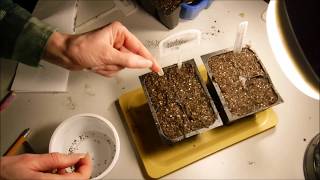 how to grow lavender from seeds and a trick that I found to help germinate lavender seeds [upl. by Cleon804]