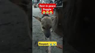 Rest in peace doggie 😭😭😭 [upl. by Trevethick969]