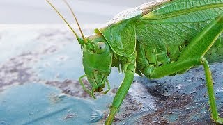 Kobylka zelená  the Great Green BushCricket Tettigonia viridissima  femalesamice ♀ [upl. by Nomar]