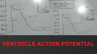 VENTRICULAR ACTION POTENTIAL PHYSIOLOGY [upl. by Orrin]