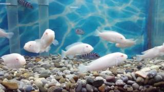 Snow white Red eyed Cichlid  Albino Cichlid [upl. by Mohsen629]