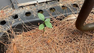 Grossly Overcharged Rheem Central AC System with Loud Compressor  Trees Growing Inside AC Unit [upl. by Madson]