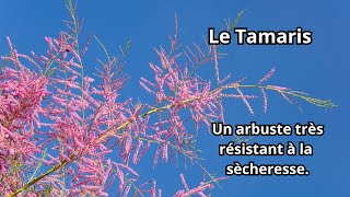 Comment faire pousser un TAMARIS [upl. by Yramesor]