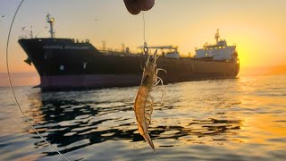 PESCA con CARNADA VIVA ENCONTRAMOS los PARGOS en ESTE BARCO [upl. by Aninay249]