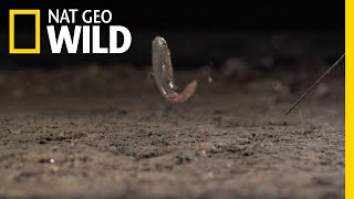 These Fish Can Jump Farther When They’re Older  Nat Geo Wild [upl. by Eniamsaj]