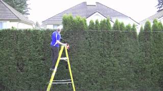 trimming cedar hedgetime lapse [upl. by Ylak]