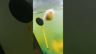 Mystery snail eating 😋 [upl. by Urbanna]