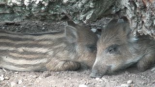 DER WILDPARK AM BAGGERSEE  Ingolstadt Freizeit und Parks [upl. by Agamemnon]