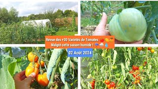 🧐Les tomates 3 mois après plantation ça dit quoi ⁉️🍅👌 [upl. by Sartin]