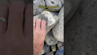 Finding a nice Petoskey stone in Petoskey Michigan👀 [upl. by Korwun]