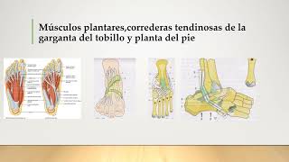 Músculos plantarescorrederas tendinosas de la garganta [upl. by Argella]