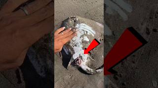 Stingray fish giving birth 😨 baby birth animal Stingray fish pups wildlife newborn [upl. by Edee]