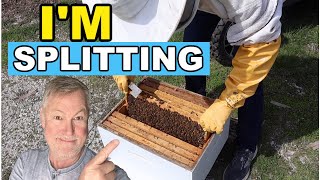 Beekeeping 101 Swarm Prevention amp Splitting Your Hive [upl. by Nonie]