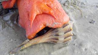 Triplofusus giganteus Florida Horse Conch [upl. by Ahse554]