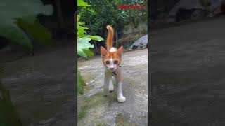 Catlover shorts short trending tiktok viralvideo viralreels shorts catcats catvideos cute [upl. by Drofdarb]