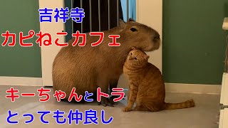 【吉祥寺・カピねこカフェ】カピバラとニャンコに会いに行って来た [upl. by Hijoung]