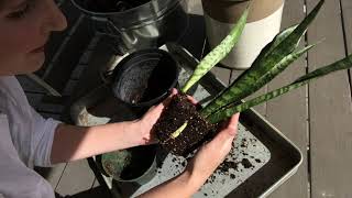 How to repot snake plant [upl. by Emersen]