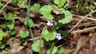 Будра плющевидная Glechoma hederacea [upl. by Landbert]