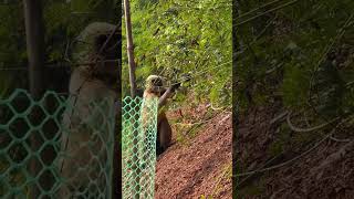 Hanuman langur consuming Senegalia pennata hanuman langur foodplants wildlife [upl. by Ijan]