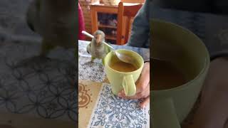 Funniest Parrot Moments That Will Make You Laugh Out Loud birds [upl. by Aiyekal]