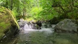 Enchanting Forest Waterfall 2 Minute Meditation [upl. by Wake287]