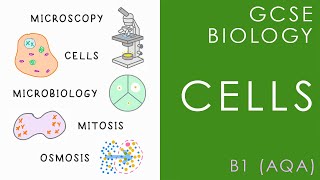 CELL BIOLOGY  GCSE Biology AQA Topic B1 [upl. by Rotkiv643]