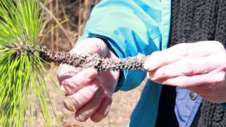 Identifying Longleaf Pine [upl. by Nekcarb385]