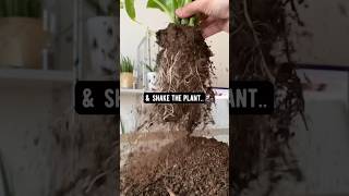 How to Revive a Plant  Soil  creative explained [upl. by Ennairac]