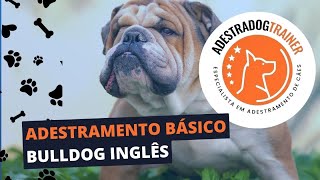 Adestramento Básico do Bulldog Inglês [upl. by Calen]